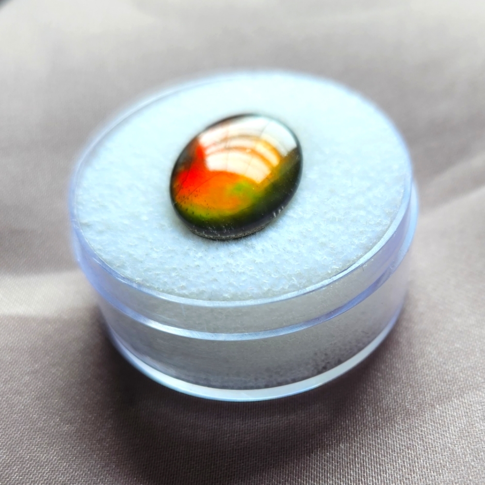 AMMOLITE